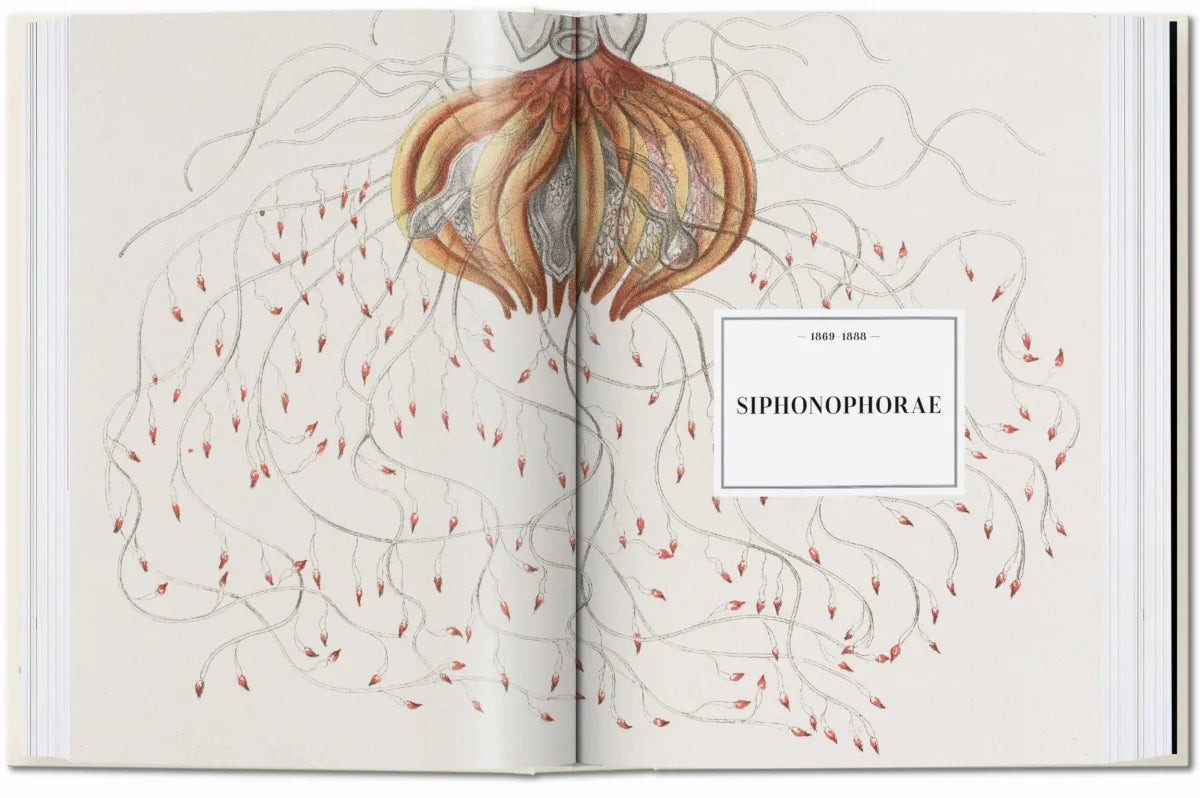 The Art and Science of Ernst Haeckel