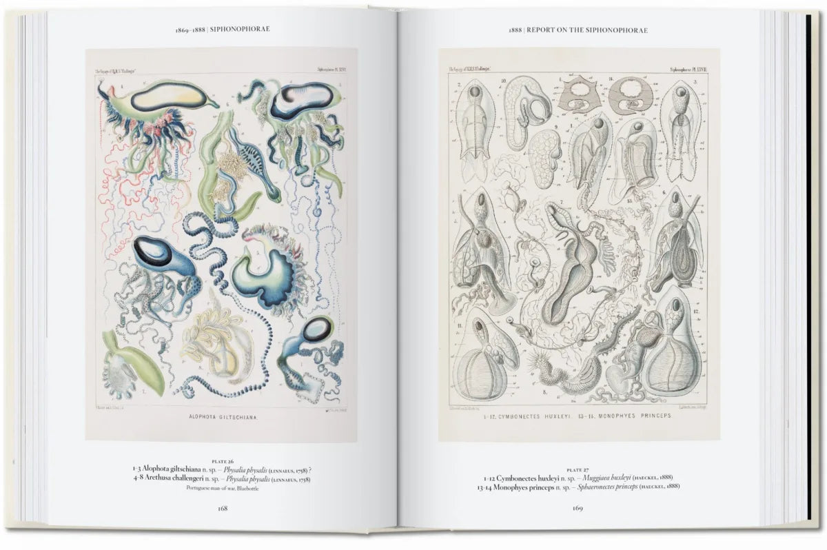 The Art and Science of Ernst Haeckel