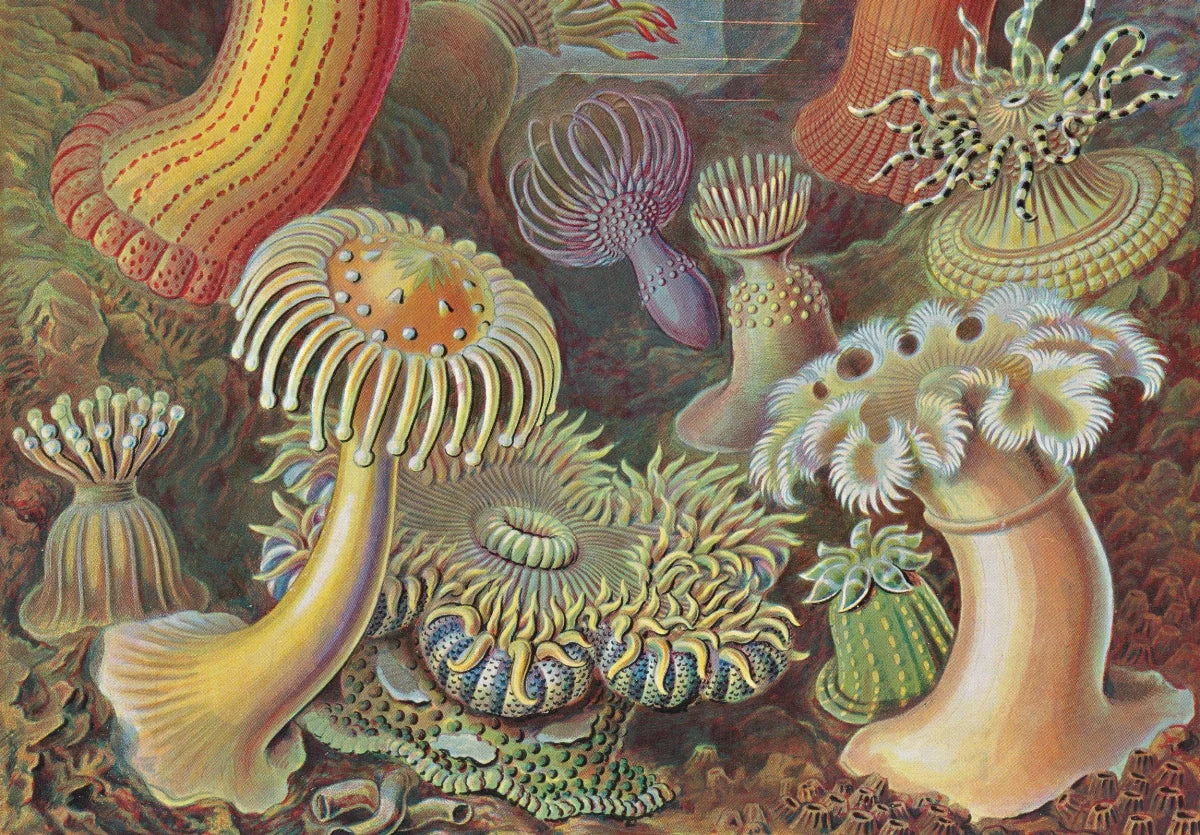 The Art and Science of Ernst Haeckel