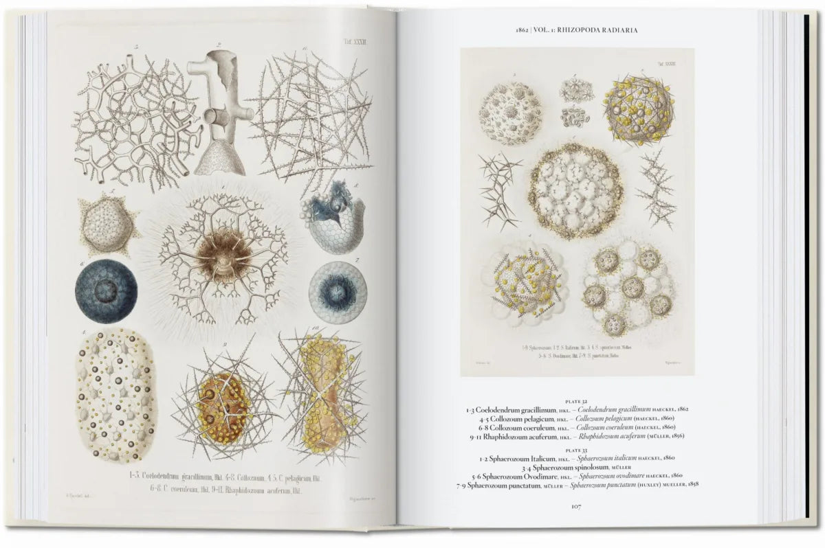 The Art and Science of Ernst Haeckel
