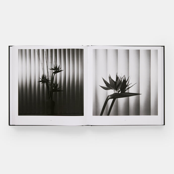 Mapplethorpe Flora: The Complete Flowers – TITLE